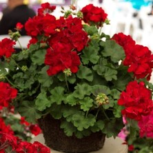 Grandeur Sarkıcı Ivy Deep Red Sakız Sardunya Fidesi (1 Adet)