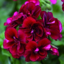 Ender Bitki Katmerli Sarkan Grandeur Ivy Velvet Sakız Sardunya Fidesi (1 Fide)