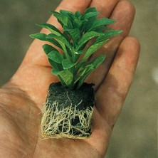 Aristo Magento Fuşya  Sardunya Canan Çiçeği Fidesi (1 Adet)