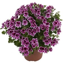 Melek Gözü Sarkıcı Pac Angeleyes Burgundy Sardunya Canan Çiçeği Fidesi (1 Fide)