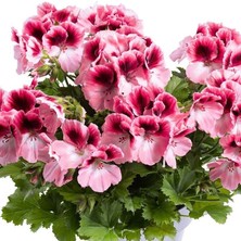 Sınırlı Stok Ender Renkler Aristo Romance Sardunya Canan Çiçeği Fidesi (1 Fide)