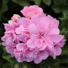 Pembe Çiçekli Grandeu Ivy Pink Sakız Sardunya Çiçeği Fidesi