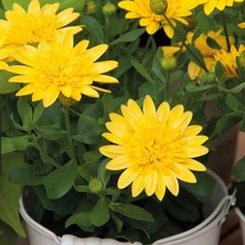 Çok Yıllık Erato Double Yellow Katmerli Bodrum Papatyası Çiçeği Fidesi (1 Fide)