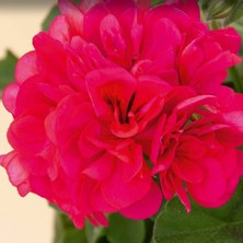 Grandeur Sarkıcı Ivy Red Sakız Sardunya Fidesi (1 Adet)