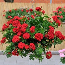 Ender Bitki Katmerli Sarkan Grandeur Ivy Arctic Burgundy Sakız Sardunya Fidesi (1 Fide)