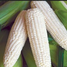 Ata Tohumları Geleneksel Glacial White Beyaz Süt Mısırı Tohumu(5 Tohum)