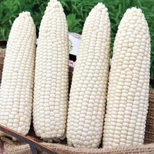 Ata Tohumları Geleneksel Hickory King White Beyaz Süt Mısırı Tohumu(5 Tohum)