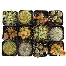 Tunç Botanik KAKTÜS SETİ 24'LÜ MİX - KARIŞIK 24 ADET KAKTÜS