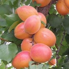 Ases 3 Yaş Tüplü Orange Ruby Kayısı Fidanı,boy 150-170 cm