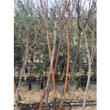 Ases 5 Yaş Saksıda Aşılı Hacıömer Kestane Fidanı Boy 170-200 cm