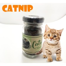 EkoAlışverişDünyam Catnip Doğal Kedi Otu - Kedi Nanesi