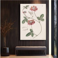 Limitless Design Pierre-Joseph Redouté Kırmızı Çiçek Botanik Illüstrasyon Kanvas Tablo Klasik Ressam Tablosu