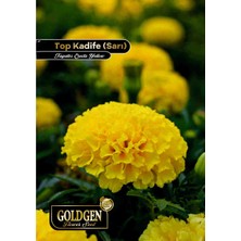 Goldgen Pro Seed Goldgen Sarı Top Kadife Çiçeği Tohumu