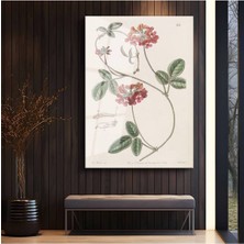 Limitless Design Pierre-Joseph Redouté Kırmızı Çiçek Botanik Illüstrasyon Cam Tablo Dijital Baskı Duvar Tablosu