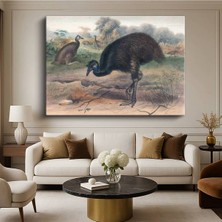 Limitless Design John Gould Avustralya Emusu Kuş Resmi Kanvas Tablo Sanat Tablosu Klasik Ressam Tablosu