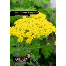 Goldgen Pro Seed Goldgen Civanperçemi Çiçeği Tohumu