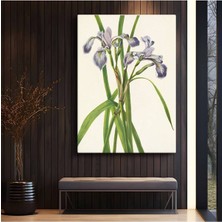 Limitless Design Pierre-Joseph Redouté Mor Süsen Çiçekleri Kanvas Tablo Sanat Tablosu Klasik Ressam Tablosu