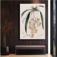 Limitless Design Pierre-Joseph Redouté Orkide Çiçeği Botanik Illüstrasyon Kanvas Tablo Klasik Ressam Tablosu