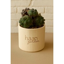 Haangarden Gymnocalycium Monstera / Kaktüs