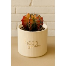 Haangarden Gymnocalycium Variegata / Kaktüs