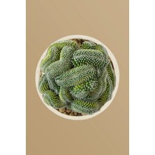 Haangarden Mammillaria Spinosissima / Kaktüs