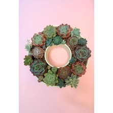 Haangarden Echeveria Mix