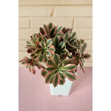 Haangarden Aeonium Ssp