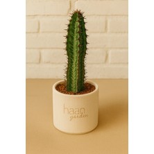 Haangarden Euphorbia Confinalis / Kaktüs