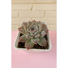 Haangarden Echeveria Ssp