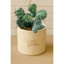 Haangarden Geometrizan Cristata / Kaktüs