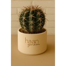 Haangarden Gymnocalycium Stellatum / Kaktüs