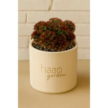 Haangarden Mammillaria Elongata