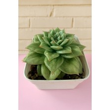 Haangarden Echeveria Rose Marine