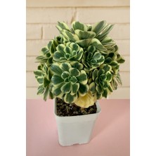 Haangarden Aeonium Ssp