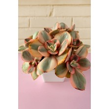 Haangarden Echeveria Suyon White Color Variegata