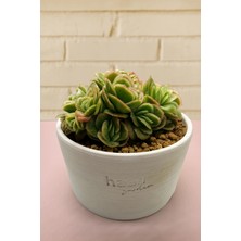 Haangarden Echeveria Ice Rose