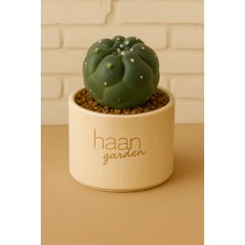 Haangarden Elephenties Inermis