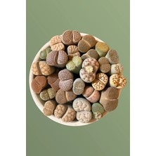 Haangarden Lithops Ssp