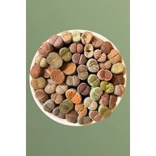 Haangarden Lithops Ssp