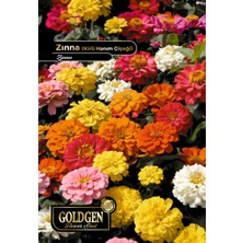 Goldgen Pro Seed Goldgen Kirli Hanım (Zınna) Çiçeği Tohumu