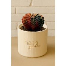 Haangarden Gymnocalycium Variegata / Kaktüs