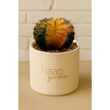 Haangarden Gymnocalycium Variegata / Kaktüs