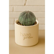 Haangarden Obesa / Kaktüs