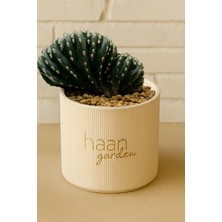 Haangarden Marginatocereus Marqinatus Cristat / Kaktüs