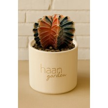 Haangarden Gymnocalycium Variegata / Kaktüs