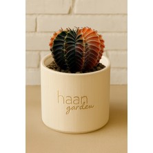 Haangarden Gymnocalycium Variegata / Kaktüs