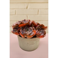Haangarden Echeveria Cassyz