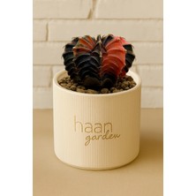 Haangarden Gymnocalycium Variegata / Kaktüs