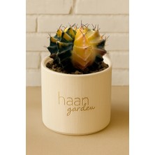 Haangarden Gymnocalycium Variegata / Kaktüs