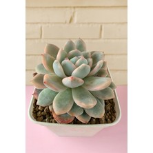 Haangarden Echeveria Monreo Variegata